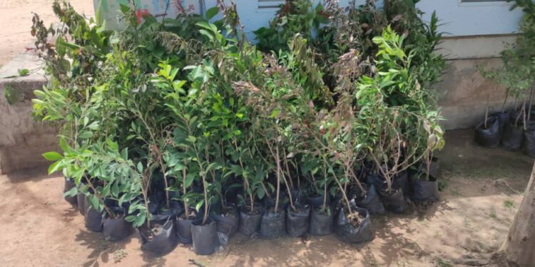 Kaolack : Lancement de l’aménagement du site “Khaygua” à Médina Baye, 50 000 arbres fruitiers plantés