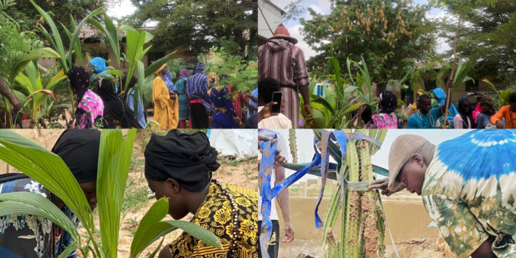 Kaolack : 2e édition du programme « Cadeau Vert » à Cité Médina Kossy 626 arbres et boutures plantés