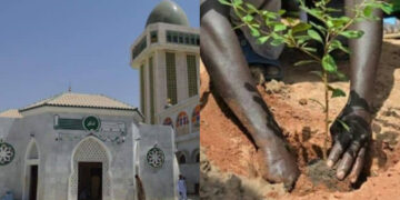 Kaolack : Un programme vert pour embellir la Cité de Baye Niasse, une initiative de Adja Seynabou Diallo conseillère municipale