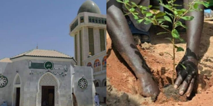 Kaolack : Un programme vert pour embellir la Cité de Baye Niasse, une initiative de Adja Seynabou Diallo conseillère municipale