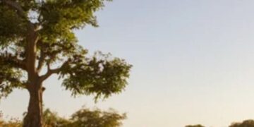 Kaolack – Ndiayéne kadd : Entre absence de soins de santé et fardeau quotidien des femmes