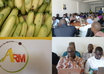 Gel des importations de banane : L’ARM et les acteurs de la filière font le point
