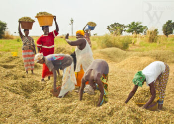 Autosuffisance en riz au Sénégal : La Stratégie Nationale de Développement de la Riziculture revisitée