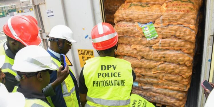 Réception des conteneurs de semences de pomme de terre au Port autonome de Dakar Campagne horticole 2025–2026