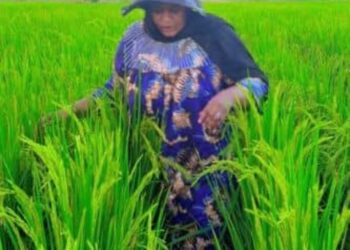 Kaolack- Agriculture et autonomie locale : Le combat de Mbodia Niass