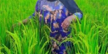 Kaolack- Agriculture et autonomie locale : Le combat de Mbodia Niass