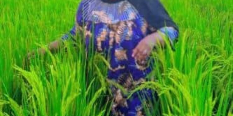 Kaolack- Agriculture et autonomie locale : Le combat de Mbodia Niass