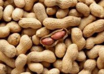 Kaffrine : La campagne de commercialisation de l’arachide démarre à pas de caméléon