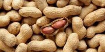 Kaffrine : La campagne de commercialisation de l’arachide démarre à pas de caméléon