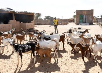 Institut Franco-Arabe Nouroul Islam de Ngoumba Guéoul : Un modèle d’éducation et de résilience agro-pastorale