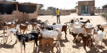Institut Franco-Arabe Nouroul Islam de Ngoumba Guéoul : Un modèle d’éducation et de résilience agro-pastorale