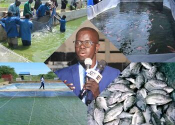 Vision Sénégal 2050 : La pisciculture, une réponse crédible au défi de l’employabilité des jeunes ? (Par Baye Omar Ndiaye, Administrateur de la Voix du Saloum)