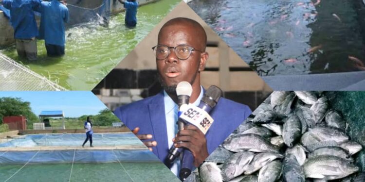Vision Sénégal 2050 : La pisciculture, une réponse crédible au défi de l’employabilité des jeunes ? (Par Baye Omar Ndiaye, Administrateur de la Voix du Saloum)