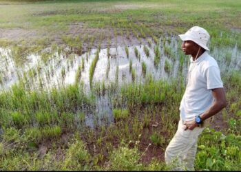Fatick : À Djilor, la terre retient les jeunes et fait reculer l’exil