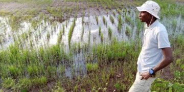Fatick : À Djilor, la terre retient les jeunes et fait reculer l’exil
