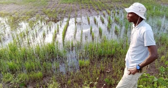 Fatick : À Djilor, la terre retient les jeunes et fait reculer l’exil