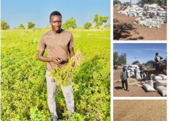 Monde rural : Une initiative privée met fin au calvaire des producteurs d’arachide à Kaffrine