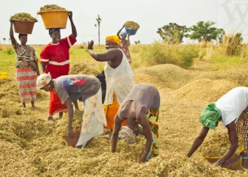 Proparco soutient les femmes rurales du Sénégal avec un financement de 1,3milliard FCFA à VisionFund Sénégal