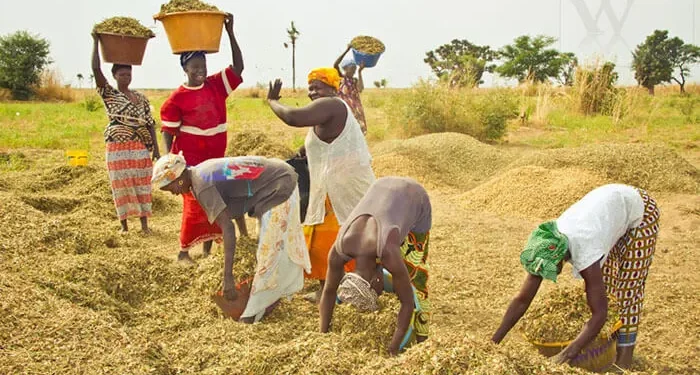 Proparco soutient les femmes rurales du Sénégal avec un financement de 1,3milliard FCFA à VisionFund Sénégal
