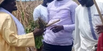 Commercialisation de l’arachide : Les paysans du Saloum dénoncent les promesses non tenues du Premier ministre