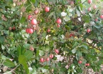 Ziguinchor : Le GIE Naban­co Kanou veut structurer la filière cajou et viser la transformation locale