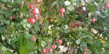 Ziguinchor : Le GIE Naban­co Kanou veut structurer la filière cajou et viser la transformation locale