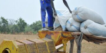 Fatick / Djilor : Des producteurs d’arachide dénoncent une présumée escroquerie dans la commercialisation