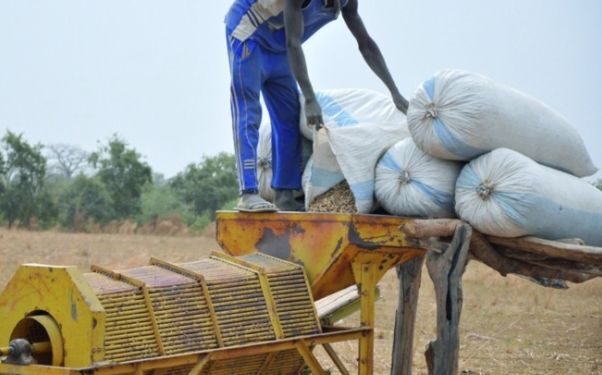 Fatick / Djilor : Des producteurs d’arachide dénoncent une présumée escroquerie dans la commercialisation