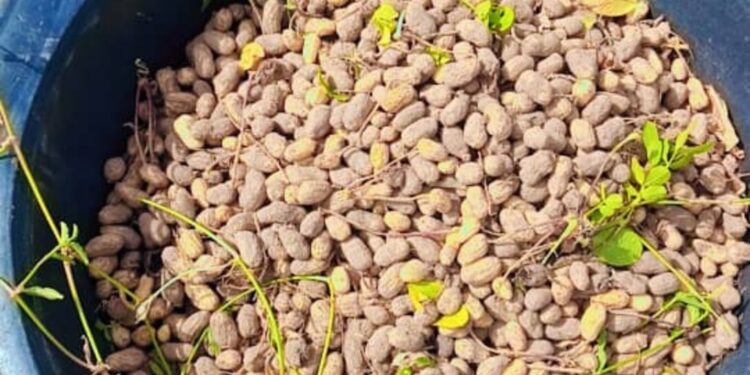 Passy – Keur Bacary Cissé : La culture d’arachide hors saison, un levier d’emploi et de développement local