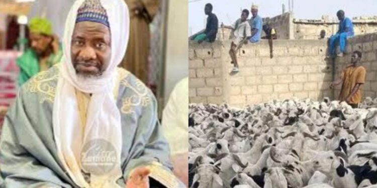 Kaolack : L’Imam Cheikh Mouhamadou Mahy Seydi Alioune Cissé offre 480 moutons aux familles démunies